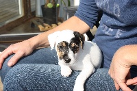 CHIOT