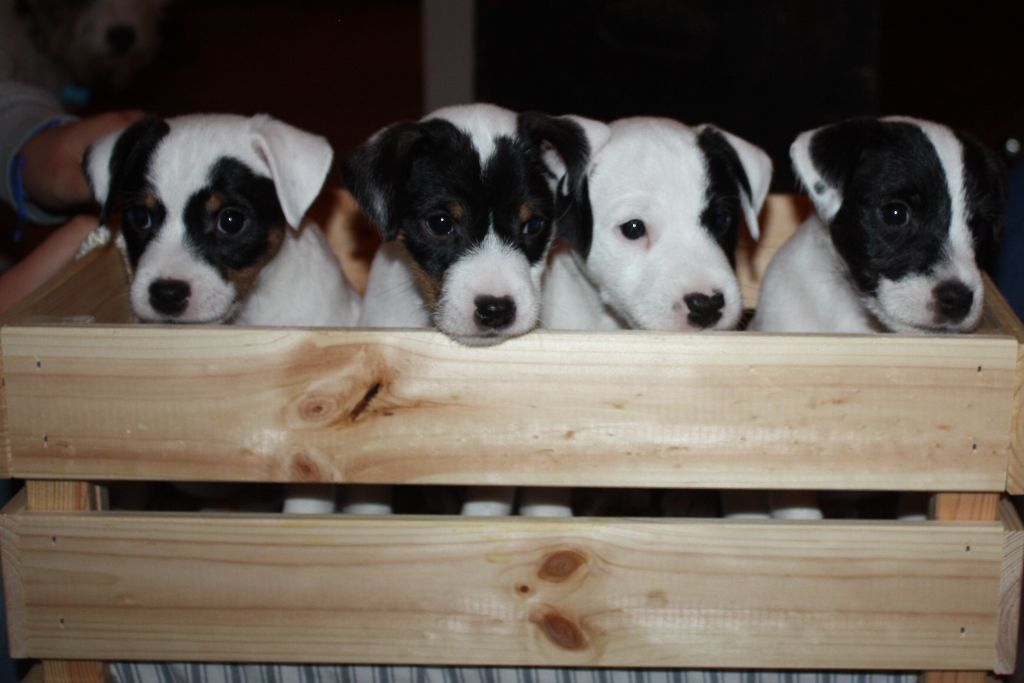 Du Domaine De Mondésir - Parson Russell Terrier - Portée née le 25/09/2019