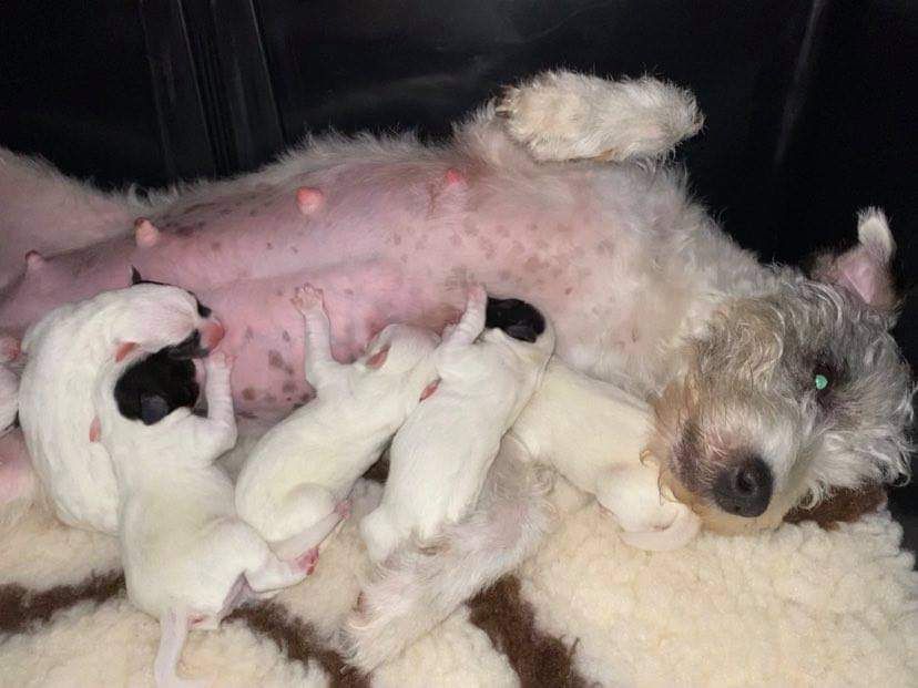 Chiot Parson Russell Terrier Du Domaine De Mondésir